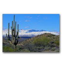Photo of a large saguaro cactus and some rare snow in the desert in the Superstition Wilderness just to the east of the Phoenix Arizona metropolitan area